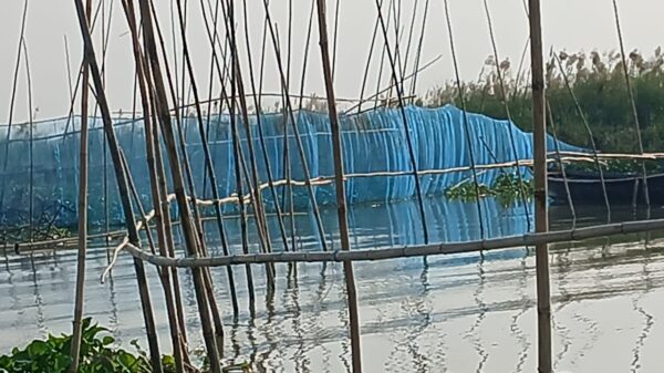 Illegal Bamboo Dams in Padma River at Charbhadrasan: Administration Remains Silent