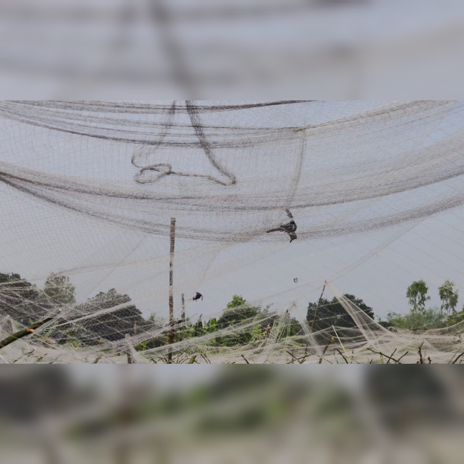 ফলবাগান রক্ষার জালে প্রাণ যাচ্ছে শত শত পাখির, টাঙ্গাইলে পরিবেশ বিপর্যয়ের অভিযোগ